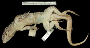 Media type: image;   Herpetology R-11948 Aspect: ventral
